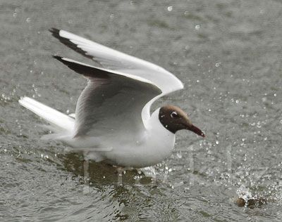 Озерная чайка - Black-headed Gull-Larus ridibundus